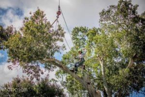 All about tree care SV