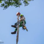 All about tree care