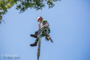 All about tree care